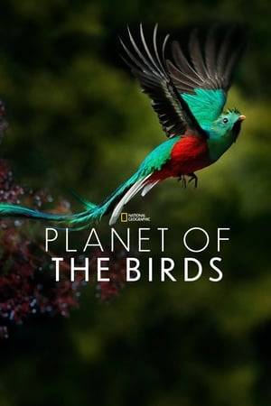 From the North Pole to remote islands, birds can live almost anywhere. How do these resilient animals thrive in such different environments? They have become hardy and versatile through their bodies, feathers, movements, and songs. In this global birding tour, we learn about these nomads of the sky.