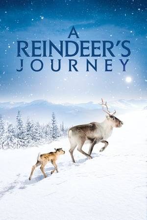 Narrated by Golden Globe winner, Donald Sutherland, this is the incredible story of Ailo, the little reindeer. This uplifting tale follows the journey of baby Ailo as he navigates his first year of life in the snowy landscapes of a picturesque Lapland. Frail and vulnerable, Ailo must learn to walk, run, leap and hide to ensure he survives the long, treacherous journey with the herd. Ailo’s Journey is an inspirational story, in which a bleak wilderness is warmed by a mother’s endless love as she watches over Ailo in his incredible adventures with other creatures of the Arctic.