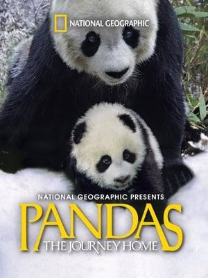 Filmmakers of "Pandas: The Journey Home" were granted unprecedented access to the Wolong Panda Center in China. Meet all of the pandas at the center as they get ready for their new lives in various parts of the world, and learn about their fascinating habits and personalities.