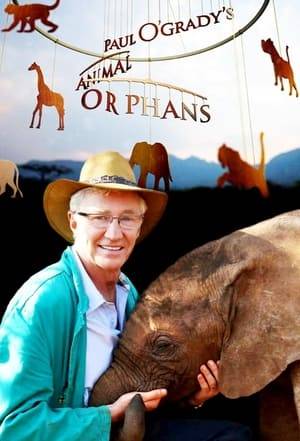 Paul O'Grady visits Zambia and South Africa on the trail of young animals which have been orphaned in the wild, either through the actions of poachers or through farming forcing them out of their natural habitats.