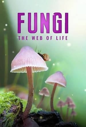 Much of life on Earth is connected by a vast, hidden network that we are only just beginning to understand. Out of sight, between the world of plants and animals, another world exists—the kingdom of fungi.