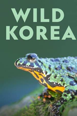 In 2018, the eyes of the world turn to Pyeongchang, South Korea, for the Winter Olympics. For thousands of years Korea was known for its staggering natural beauty. Now it is better known for its decades of conflict. But beyond the battle scars and the fortifications there is a land of stunning natural beauty and remarkable wildlife. Lush wetlands and mudflats; soaring mountains and turbulent seas; habitats where the beautiful goshawk, the bottleneck dolphin and the curious raccoon dog thrive alongside Korea’s traditional people as they have for many thousands of years.