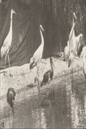 A flock of various birds is shown in a series of photographs by Muybridge