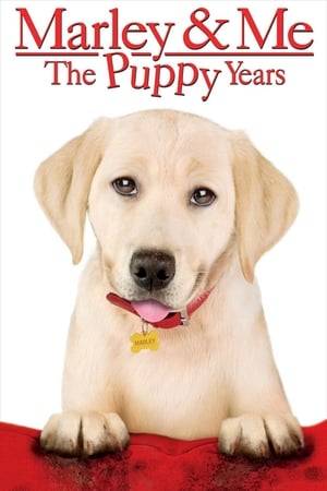 Fall into puppy love with “the world’s worst dog”, who now has a frisky voice and an attitude to match. Join Marley for his mischievous puppy years, as he and his summer pal, Bodie Grogan, wreak havoc on a neighborhood dog contest. Marley outwits Dobermans, Shepherds and Collies, while stealing hearts in his own unique and lovable way. Get your paws on MARLEY &amp; ME: THE PUPPY YEARS and fetch big laughs for the whole family!