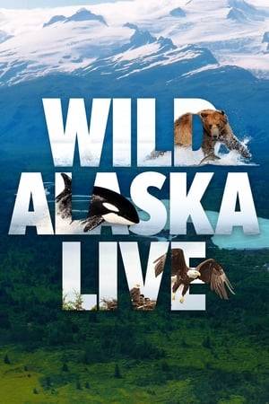 The cameras are turned on a must-see natural spectacle that plays out across the vast Alaskan wilderness, where some of the world’s most remarkable animals – bears, wolves, moose, orcas and eagles – gather by the thousands to take part in Alaska’s summer feast, an event never before captured live on television.