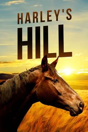 Harley, a runaway thoroughbred, is found by a rancher and his daughter. Unable to find the owner, they nurture him back to health, and the girl includes Harley as her partner in her horse club competitions.