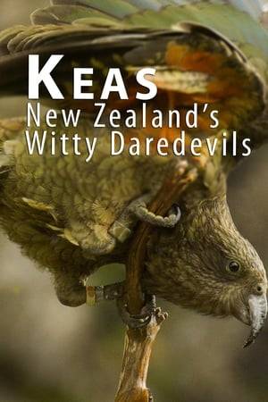 Here are parrots that totally break the stereotypes!  The Keas in New Zealand just love the snow and the cold, harsh mountain climate. To survive here, these mountain parrots have developed exceptional intelligence and resourcefulness.  Watch these incredibly unique birds in action!