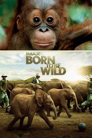 Born to Be Wild observes various orphaned jungle animals and their day-to-day behavioural interactions with the individuals who rescue them and raise them to adulthood. The film unfurls in two separate geographic spheres. Half of it takes place in the rain forests of Borneo, where celebrated primatologist Dr. Birute Galdikas assists baby orangutans; the other half takes place on the arid savannahs of Kenya, where zoologist Dame Daphne Sheldrick works with baby elephant calves.