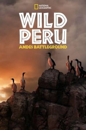 The biodiverse nation of Peru is home to several habitual species fighting for survival. Explore otters, sloth and macaws of the rainforest, penguins and sea lions along the coastal deserts and bears, guanacos, pumas and tapirs in the Andes foothills.