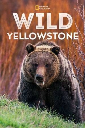Yellowstone challenges every animal that lives in this Rocky Mountain wilderness; in summer it pitches them into battle against one another for food, territories and mates, in winter it forces them into a struggle for survival.