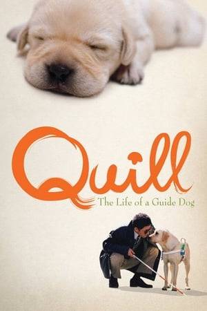 A Labrador retriever named Quill begins specialized training as a guide dog from an early age, then the canine is paired with a blind man who is initially reluctant to rely on his new partner.