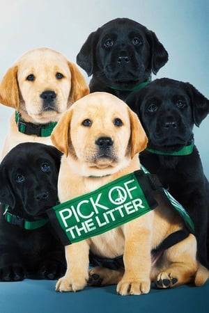 Follows a litter of puppies from the moment they're born and begin their quest to become Guide Dogs for the Blind, the ultimate canine career. Cameras follow these pups through a two-year odyssey as they train to become dogs whose ultimate responsibility is to protect their blind partners from harm.