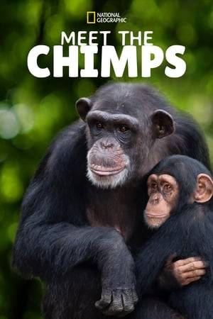 The series takes viewers into the secret life of one of the largest and most unique wildlife sanctuaries in the world – Chimp Haven—a 200-acre refuge tucked deep in the forested heart of Louisiana, which is home to more than 300 chimpanzees.