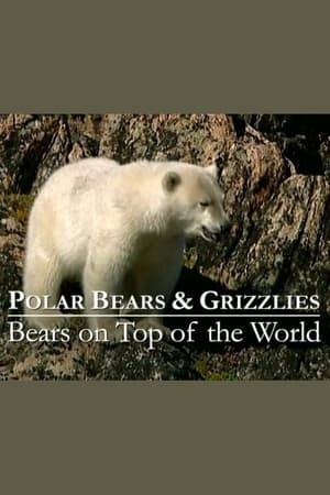 Polar - and grizzly bears are rather similar, opportunist omnivore mammals and the largest land carnivores. However the polar bear gave up hibernating, and is forced south by the warming climate, which causes the vital ice to melt, and allows grizzlies to expand north. So now their diets and hunting grounds overlap, with each-other and with humans - they even roam in towns. Life has grown even harder for polar bears, especially in summer.