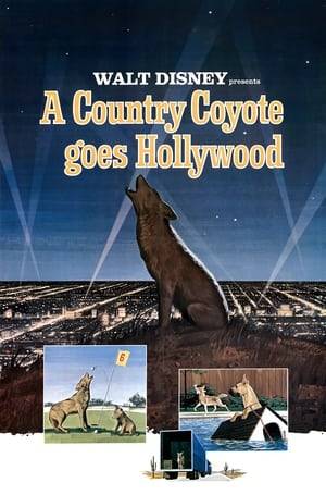 When a coyote named Chico is chased into the back of a moving van he accidentally ends up in the Hollywood hills and learns the ins and outs of being an urban coyote.