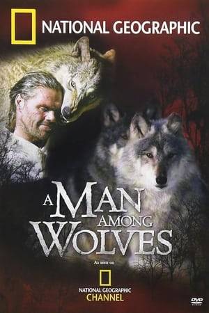 See a man living among wolves as the National Geographic Channel presents the unique story of maverick researcher named Shaun Ellis who raises abandoned wolf cubs and teaches them by example how to survive in the wild. In A Man Among Wolves, see how Shaun has given up everything to take a daring and unorthodox approach to understanding wolves' every move - living and behaving like them, howling, licking and snarling like them, even eating carcass meat like them.