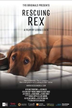 Directed by award-winning documentary filmmaker Leora Eisen, TVO Original Rescuing Rex unearths provocative truths about a world-wide phenomenon—international dog adoptions. A new social movement driven by a desire to do good, and fueled by irresistible puppy pics on Instagram, many millennials are bypassing breeders in favour of adopting homeless dogs from around the world. But what does this new trend mean for the animals, their caregivers and society? Told through the eyes of compelling human and canine characters, this film takes us from the mountains of Taiwan to the tarmac at Toronto’s airport, and from a rural kennel in Texas to an urban rooftop in Vancouver.