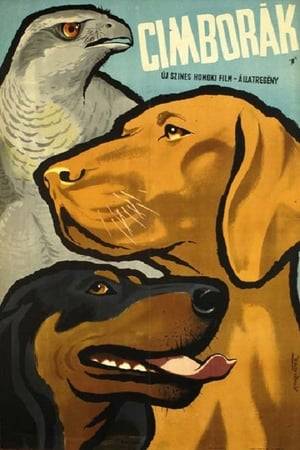 The film recounts the adventures of three lovable animals, a Viszla, a Dachshund and a northern goshawk. The animals are accidentally taken to the shores of Lake Kis-Balaton, where many surprises and adventures await them. Created in 1958, it is a classic of Hungarian nature film, generations have grown up with it, and today's children still enjoy the story of Ficko, Pletyka and Nimrod in a beautiful setting.