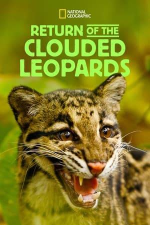 Two rare 6-week-old clouded leopard cubs are given to a filmmaker, giving him the opportunity of a lifetime to examine the secret lives of big cats.