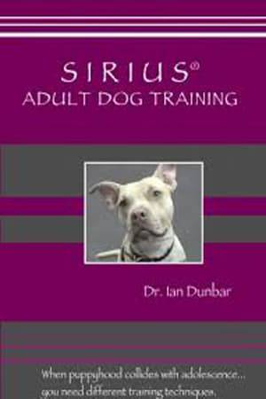 When puppyhood collides with adolescence you need different training techniques. Successful adult dog training requires controlling the dog's energy and reactivity to regain attention.