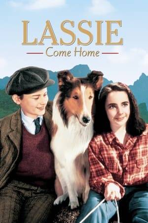 Hard times come for the Carraclough family and they are forced to sell their dog, Lassie, to the rich Duke of Rudling. Lassie, however, is unwilling to remain apart from young Carraclough son Joe and sets out on a long and dangerous journey to rejoin him.