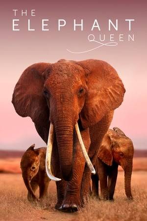 Join Athena, the majestic matriarch, as she leads her elephant herd across an unforgiving African landscape.