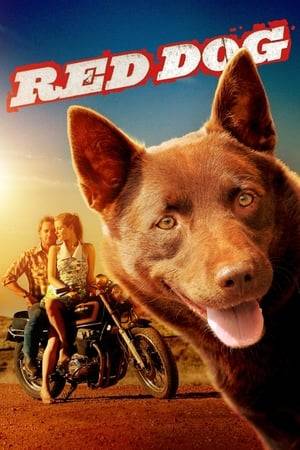 The legendary true story of the Red Dog who united a disparate local community while roaming the Australian outback in search of his long lost master.