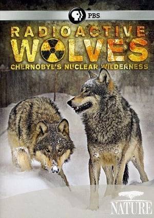 Radioactive Wolves examines the state of wildlife populations in Chernobyl's exclusion zone, an area that, to this day, remains too radioactive for human habitation.