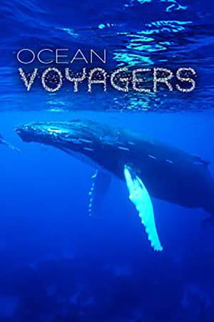 Ocean Voyagers explores the familiar themes of motherhood and parenting in a world as unfamiliar as it is breathtaking. Featuring a precocious newborn humpback calf and his enormous 40 ton mother, we are taken on a journey of discovery into their world.