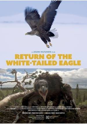 The documentary Merikotkan paluu (Return of the white-tailed eagle), tells the tale of the past and the present of the white-tailed eagle. The second protagonist of the film is the human - the animal that can be blamed for the eagles’ distress but also credited for its rescue.
