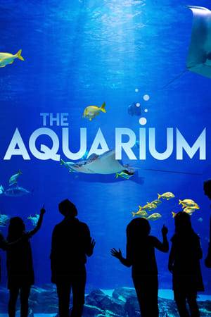 Go behind the scenes at the largest aquarium in the Western Hemisphere - Atlanta's Georgia Aquarium.