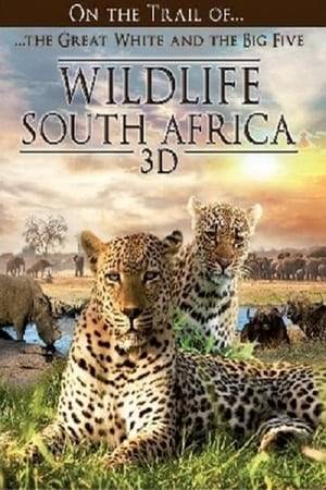 In this three part documentary we look at all topics South Africa has to offer.  THE BIG FIVE focuses on the kings of animals, lion, rhinoceros, elephant, leopard and the African buffalo. Armed with 3D cameras, we visited the Kings of the savannah and the jungle, where we sensed the fascination that emanates from the largest animals in the wild.  In SAFARI we look behind the scenes of a park and found out what it means to pursue eco-tourism and just what the opportunities and the risks are.  Finally, we discover the WEST CAPE region and its unique flora and fauna, swim with whales and sea lions, follow penguins and – as a highlight – we meet the white sharks. Join us on a spectacular 3D journey.