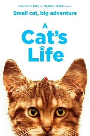 The story of a lively and curious kitten who is bored in his life as a domestic cat in Paris. His fate changes when ten-year-old Clémence takes him to her country house at the heart of the Vosges. Thus begins an extraordinary adventure through the wilderness for Clémence and Rroû...