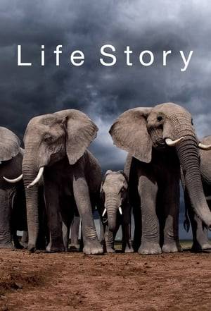 The remarkable and often perilous story of the journey through life. It is a story that unites each of us with every animal on the planet, because we all set out on this journey from the moment we are born. For animals there is just one goal in life – to continue their bloodline in the form of offspring. This series follows that journey through its six crucial stages: first steps, growing up, finding a home, gaining power, winning a mate and succeeding as a parent.