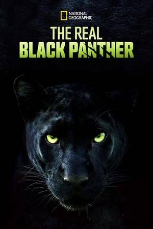 In the Nagarhole Tiger Reserve, there is a kingdom named Kabini, which is home to a rogue confederation of animal tribes vying for dominance. But, a lone black panther named Saya is challenging the status quo by staking his claim to the throne.