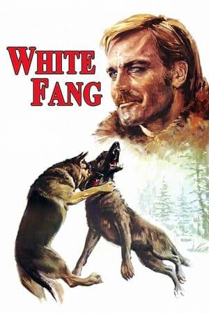 The wolf dog, White Fang, aids a reporter, a fur trapper, a nun, a young Eskimo boy and his father of ridding a gold mining town of a sleazy crime lord in 1896 Yukon, Canada.