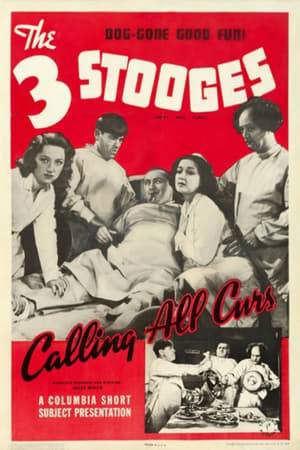 The Stooges run a pet hospital and are the proud surgeons of Garçon, a prized girl poodle of socialite Mrs. Bedford . When two men posing as reporters kidnap the poodle, the boys frantically try track them down.