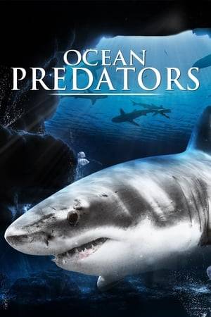 Ocean Predators Immerse yourself deep into the ocean in search of the most dangerous predators in our seas. Unveil the mysteries of these fascinating and skilled hunters. Razor-sharp teeth and lightning-fast reactions rule in this unforgiving environment. Are you ready to discover the facts behind the myths and legends about sharks, barracudas and moray eels? Shot in 3D, this documentary introduces you to the Kings of the Sea in an unprecedented way..