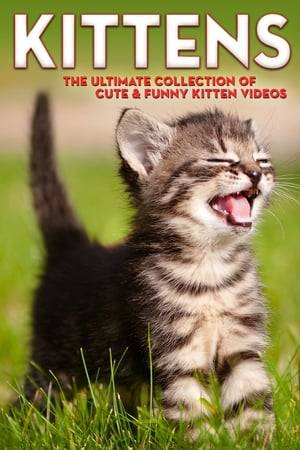 Prepare to have your heartstrings tugged with "Kittens: The Ultimate Collection of Cute & Funny Kitten Videos". A unique video experience that allows you to enter playful and affectionate world of kittens and cats. Sigh at the irresistible sight of furry little felines romping around in play, awe at small velvet paws as they curiously explore their world, and marvel at the tiny bewhiskered faces as they meow for their Momma cat. Visions of kittens are affectionately underscored with music, insuring that this make will make cat lovers of any viewer. With friendly support of: Society For The Prevention Of Cruelty To Animals (ASPCA).