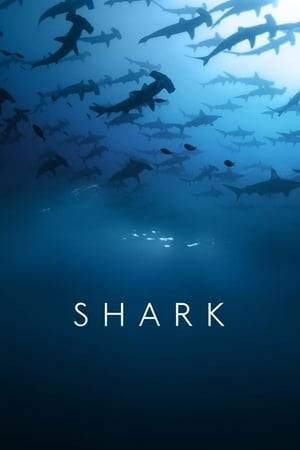 A major wildlife series on the sharks of the world with over thirty species filmed, showing how they hunt, intricate social lives, courtship, growing up and the threats they face.