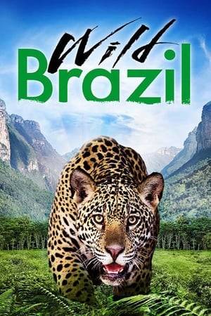 An intimate portrait of the ingenuity and resilience of three different animal families as they face the seasonal extremes and fierce predators of the Brazilian wilderness.