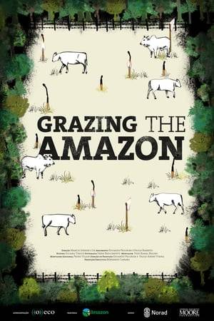 There are 85 million cows in the Brazilian Amazon, which means three cows for each human dweller grazing today and area that was once forest. Less than fifty years ago, in the 1970s, the rainforest was intact. Since then, a portion the size of France has disappeared, 66% of which transformed into pastures. Much of this change is a consequence of government incentives that attracted thousands of farmers from southern lands. Cattle ranching became an economic and cultural banner of the Amazon, forging powerful politicians to defend it. In 2009, there was a game changer: the Public Prosecutor's Office sued large slaughterhouses, forcing them to supervise cattle supplying farms.