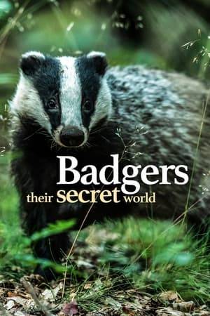 Observing badger behaviour at its wildest, with cameras in setts to capture every moment.