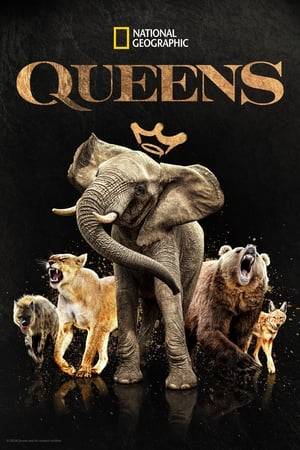 In six remote and beautiful places on our planet are queendoms run by the most powerful leaders in the animal world. These queens are sisters, single mothers, grandmothers. This documentary series tells their stories of resilience, strength, love and loss for the first time.