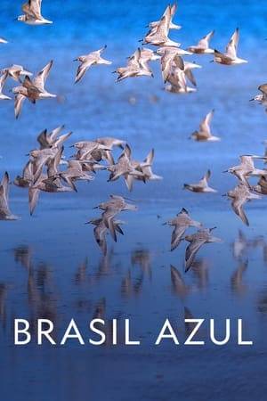 Stretching along 4,000 thousand miles, the biodiversity of the Brazilian coast is extremely rich. From the temperate South to the equatorial North, the coast of Brazil hosts wild journeys and performances every day.