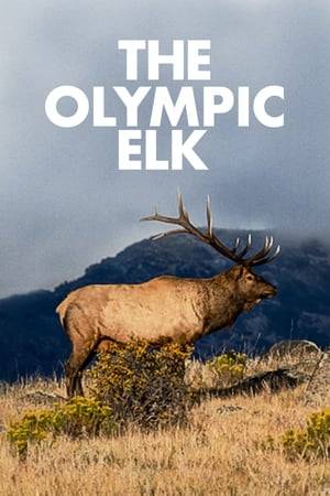 Join the majestic Olympic elk as they traverse the alpine path from their winter home in the lowland shadow of Washington's Mount Olympus, to the fertile grazing grounds of its towering peaks.