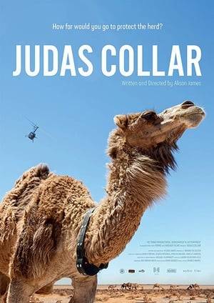 In outback Australia, a feral camel is fitted with a tracking device known as a Judas Collar, that brings with it destruction.