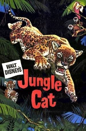 This final True-Life Adventure would also appear to be one of the best, as we go into the South American jungle to observe the jaguar. Jungle Cat is more intimate than its kin, allowing individual animal characters to be developed. Central to the cast is a pair of jaguars (one ebony), whose fighting leads to love and, not long after, two babies (one resembling each parent).