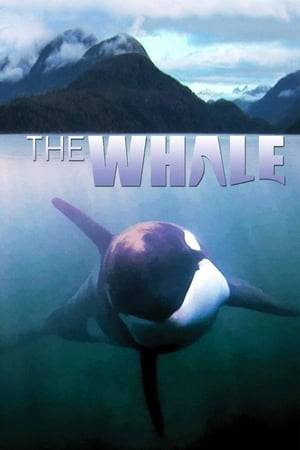 The true story of a young, wild killer whale - an orca - nicknamed Luna, who lost contact with his family on the coast of British Columbia and turned up alone in a narrow stretch of sea between mountains, a place called Nootka Sound.