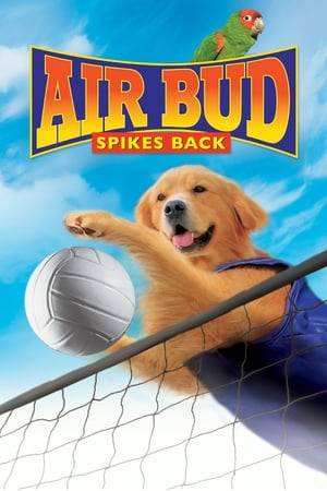 Air Bud finds that he has the uncanny ability to play volleyball.